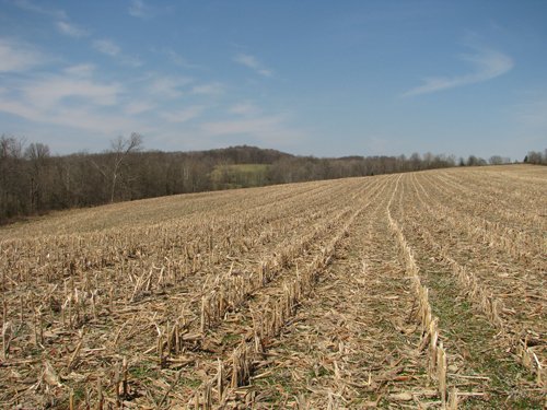 Property photo 6 - 137 Acres in 2 Tracts - 64 Tillable Acres, Potential Building Sites, Hunting